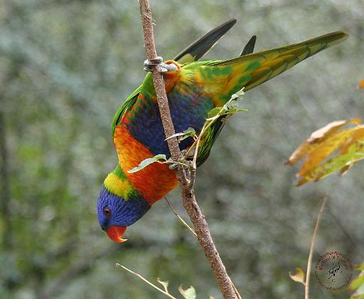 Rainbow Lorikeet 9Y209D-167.JPG
